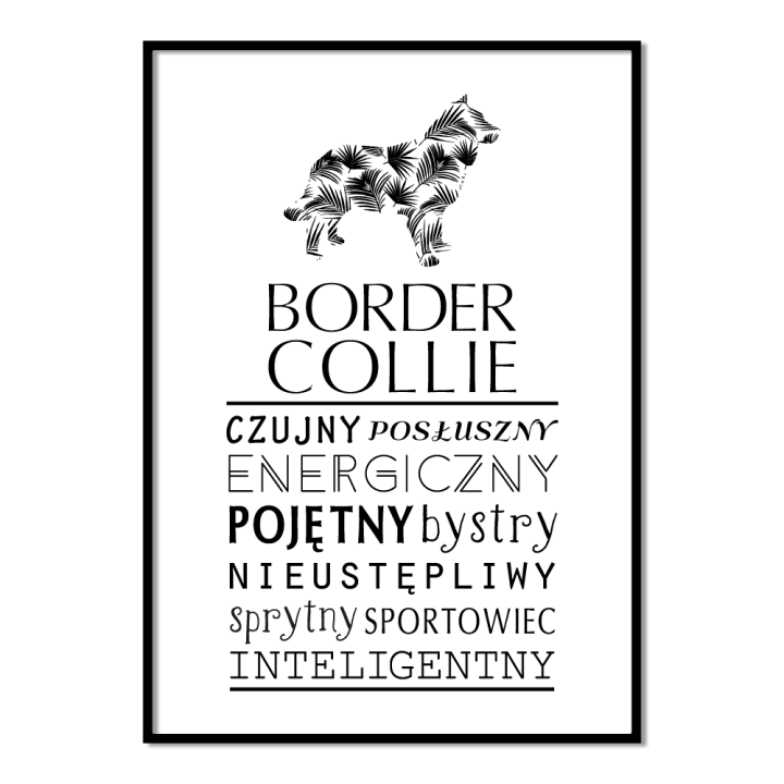 Plakat typograficzny - Border Collie