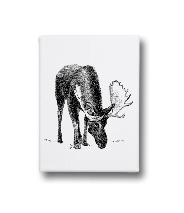 Obraz na płótnie - Łoś