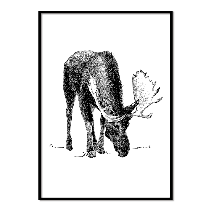 Plakat - Łoś